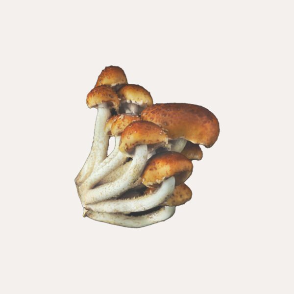 Chestnut Mushroom