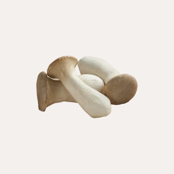 King Oyster Mushroom