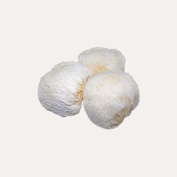 Lion’s Mane Mushroom