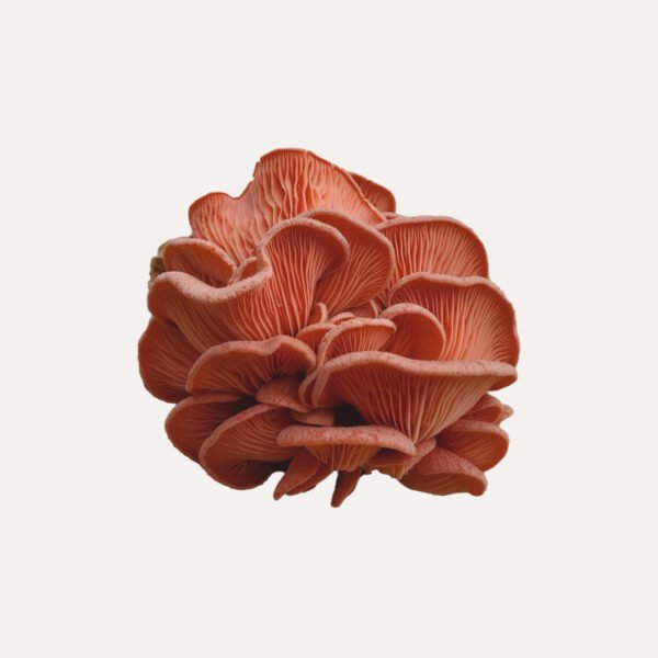 Pink Oyster Mushroom