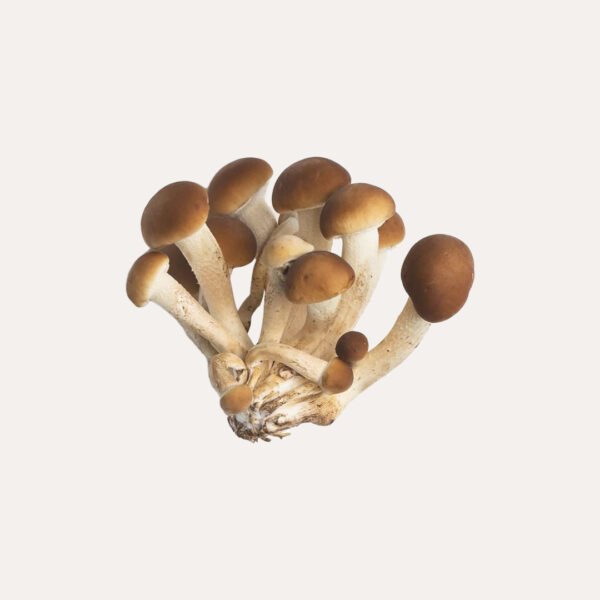 Poplar or Pioppino Mushroom