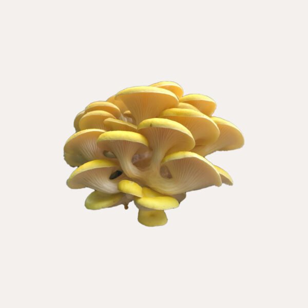 Yellow Oyster Mushroom